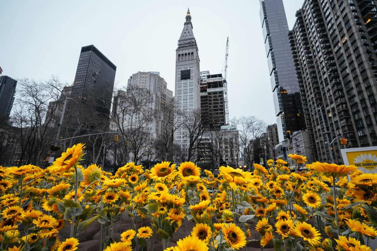 Unify Ukraine Flatiron Sunflowers 005