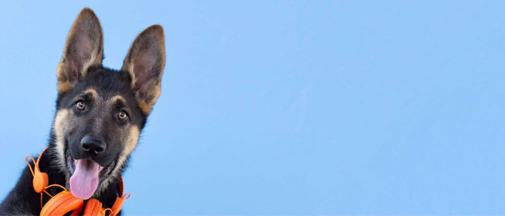 Stock image of a German Sheppard against a blue background